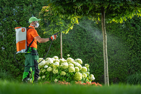 Mulsergo Servicio de Jardinería y Paisajismo Mulsergo Servicio de Jardinería y Paisajismo
