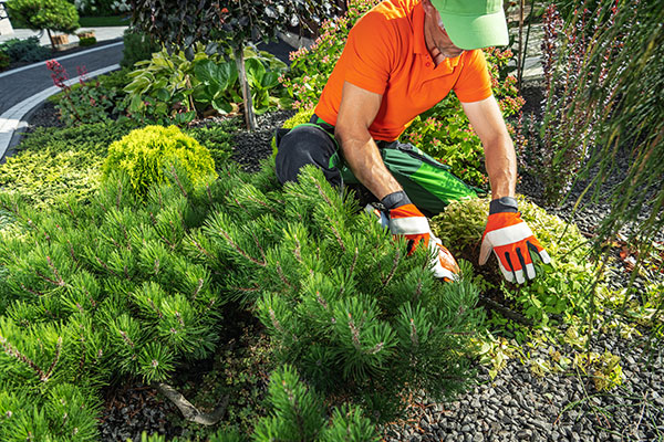 Mulsergo Servicio de Jardinería y Paisajismo Mulsergo Servicio de Jardinería y Paisajismo